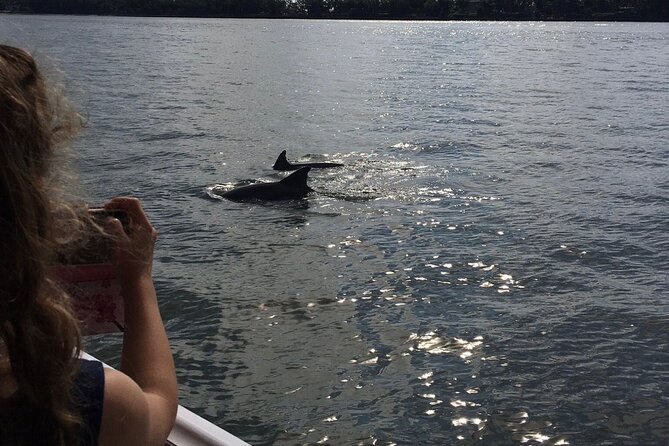 Hilton Head Island Dolphin Boat Cruise - How the dolphin viewing works