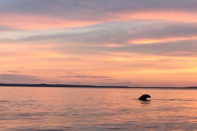 Hilton Head Island Dolphin Boat Cruise - Family appeal and the right trip length