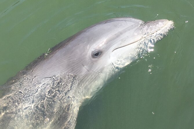Hilton Head Island Dolphin Boat Cruise - Timing, weather, and cancellation details