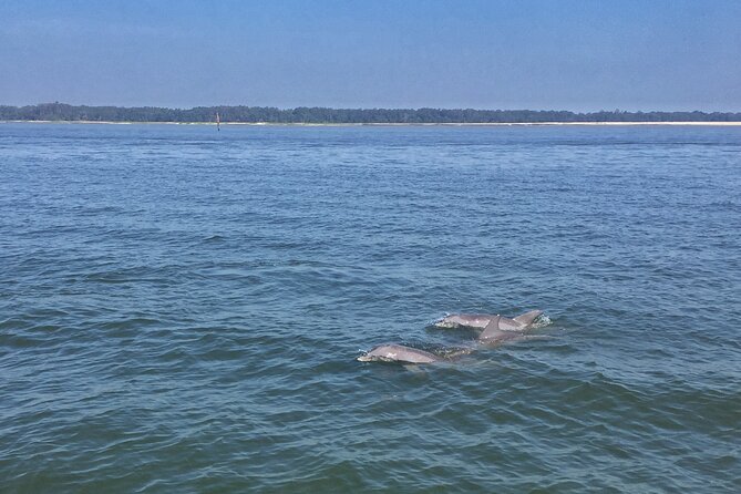 Hilton Head Island Dolphin Boat Cruise - The guide team makes the difference
