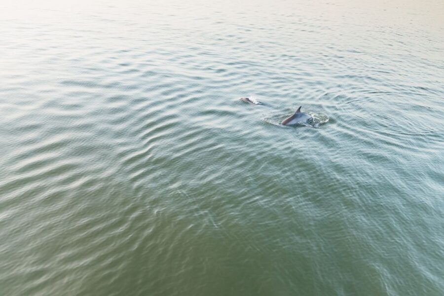 Hilton Head Island: Sunset Dolphin Cruise - Practical details before you go