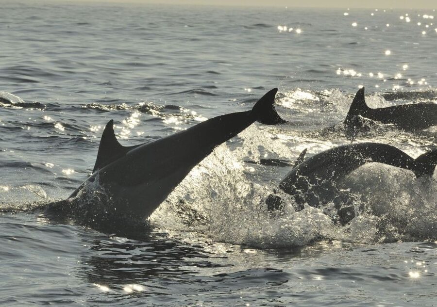 Hilton Head Island: Sunset Dolphin Cruise - Snacks, drinks, seating, and comfort