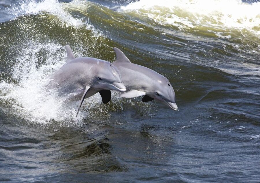 Hilton Head Island: Sunset Dolphin Cruise - Is $50 a fair price?