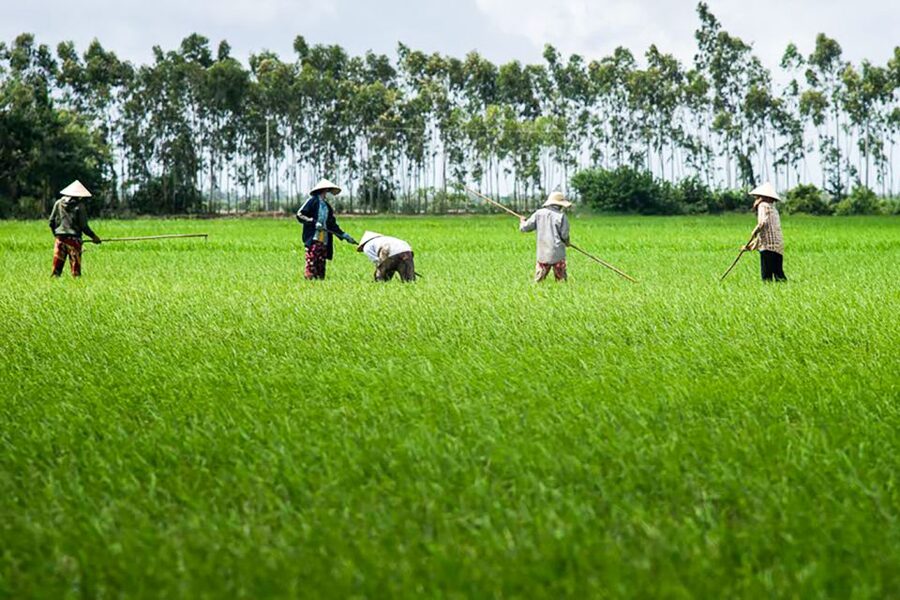 Ho Chi Minh City: Mekong Delta Full-Day Speedboat Tour - Family homes, farms, coconuts, and a very large python