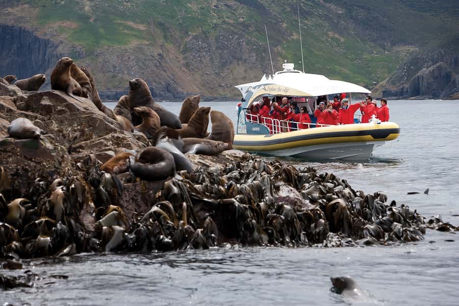 Hobart: Bruny Island Wilderness Coast Eco Cruise with Lunch - Morning tea before Adventure Bay