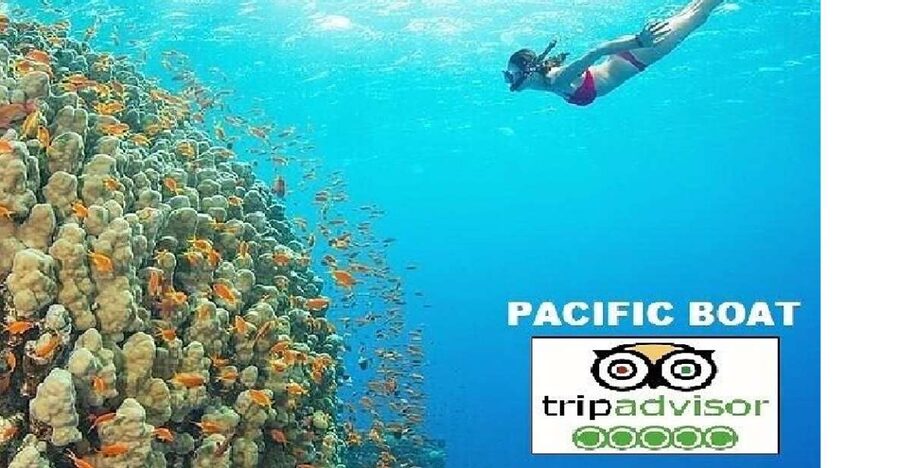 Hoi An/Da Nang: Snorkelling & Island-Hopping Speedboat Tour - Why Cham Island works so well for a snorkeling day