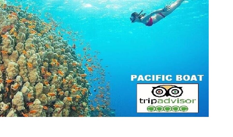 Hoi An/Da Nang: Snorkelling & Island-Hopping Speedboat Tour - First stop at Dai Island: soft coral and easy exploration