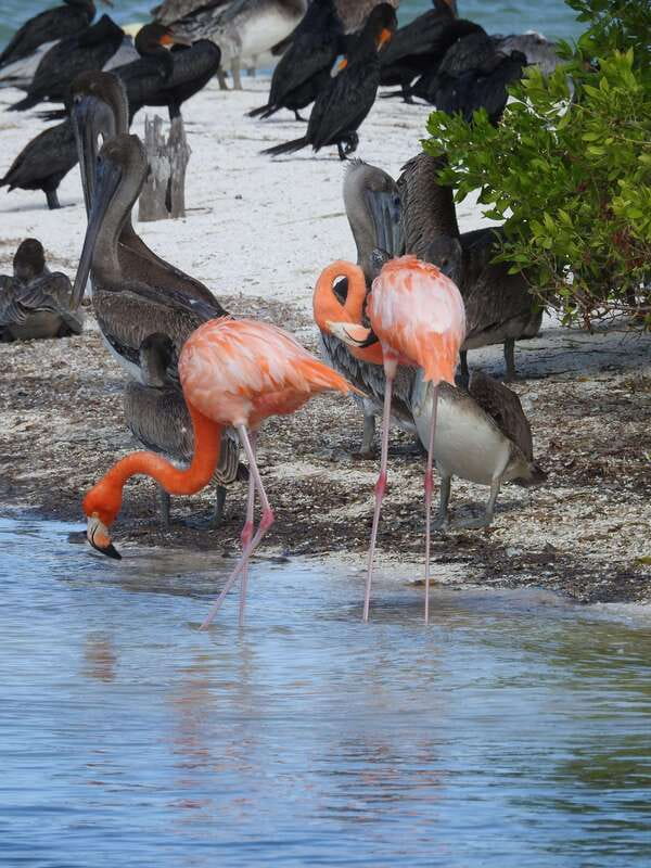 Holbox: Yum Balam Reserve Classic Boat Tour - Key points to know before booking