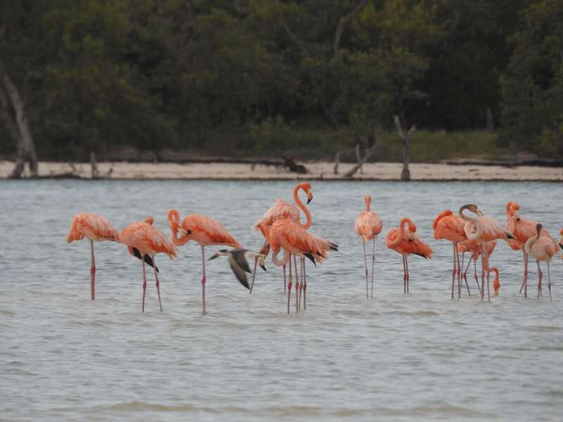 Holbox: Yum Balam Reserve Classic Boat Tour - Why this three-hour boat trip works well in Holbox