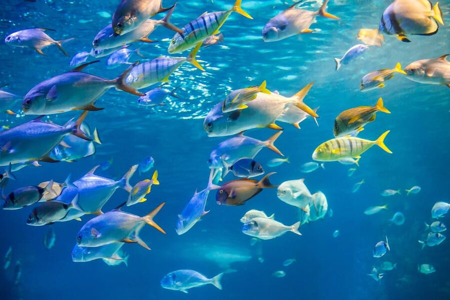 Honolulu: Glass Bottom Boat Tour along Oahu's South Shore - The South Shore views are part of the price