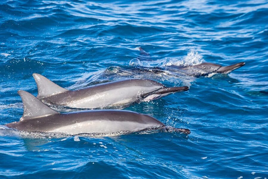 Honolulu: Glass Bottom Boat Tour along Oahu's South Shore - Who will enjoy the Haleiwa Queen most?