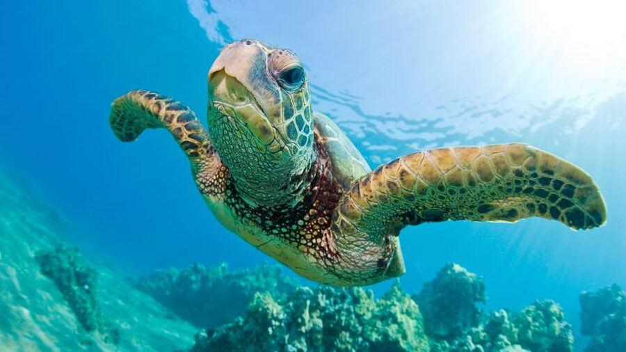 Honolulu: Glass Bottom Boat Tour along Oahu's South Shore - Should you book this Honolulu boat tour?