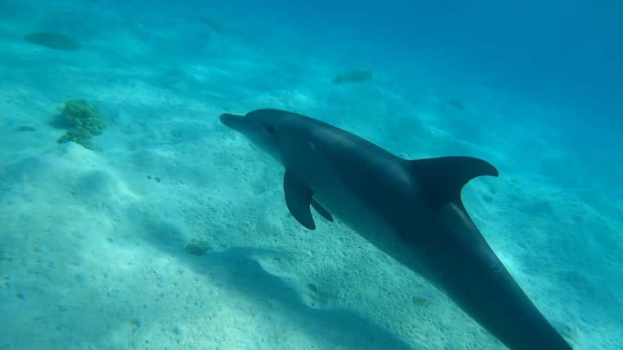 Hurghada: 3 Islands, Dolphins & Snorkel Yacht Trip w/ Lunch - What this Hurghada boat day is really like