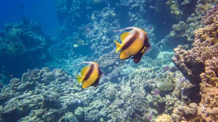 Hurghada: 3 Islands, Dolphins & Snorkel Yacht Trip w/ Lunch - Giftun Island brings the strongest snorkeling