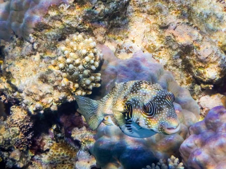 Hurghada: 3 Islands, Dolphins & Snorkel Yacht Trip w/ Lunch - Dolphin watching needs realistic expectations