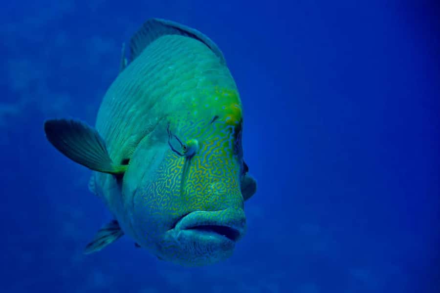 Hurghada: 3 Islands, Dolphins & Snorkel Yacht Trip w/ Lunch - Lunch on board is better than a simple boat snack