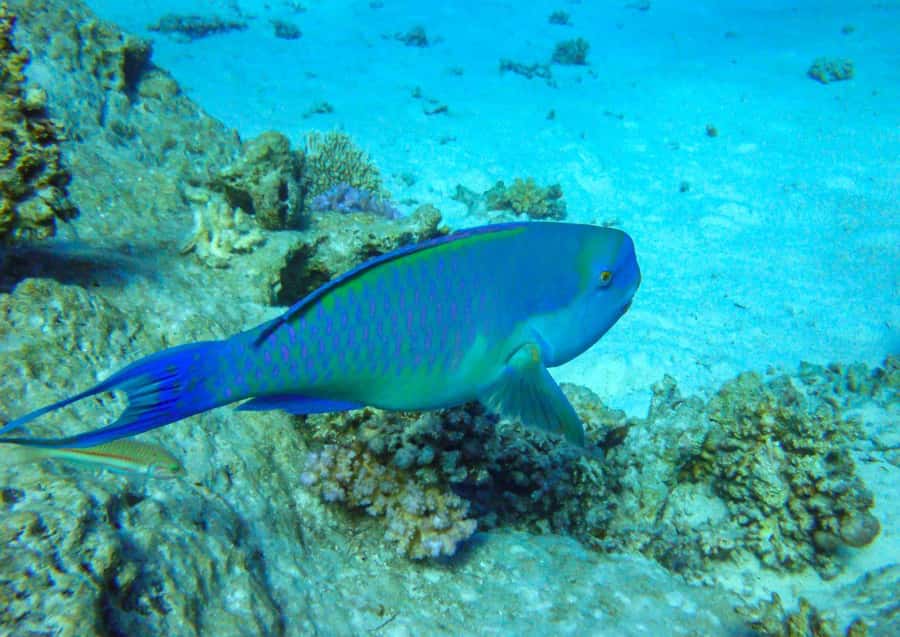 Hurghada: 3 Islands, Dolphins & Snorkel Yacht Trip w/ Lunch - What the $47 price includes