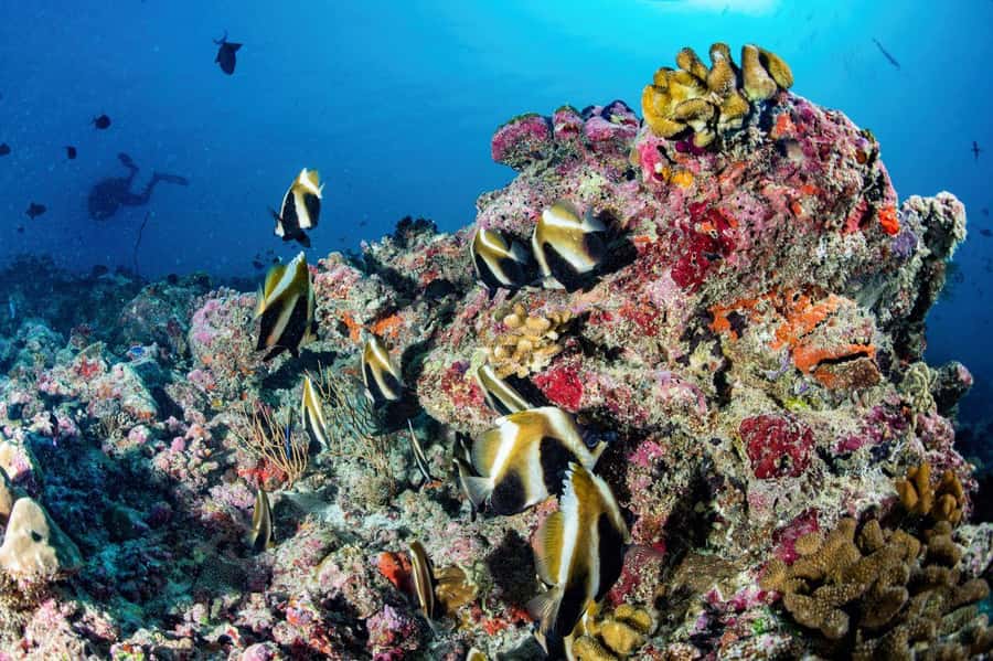 Hurghada: 3 Islands, Dolphins & Snorkel Yacht Trip w/ Lunch - Who should book this trip?