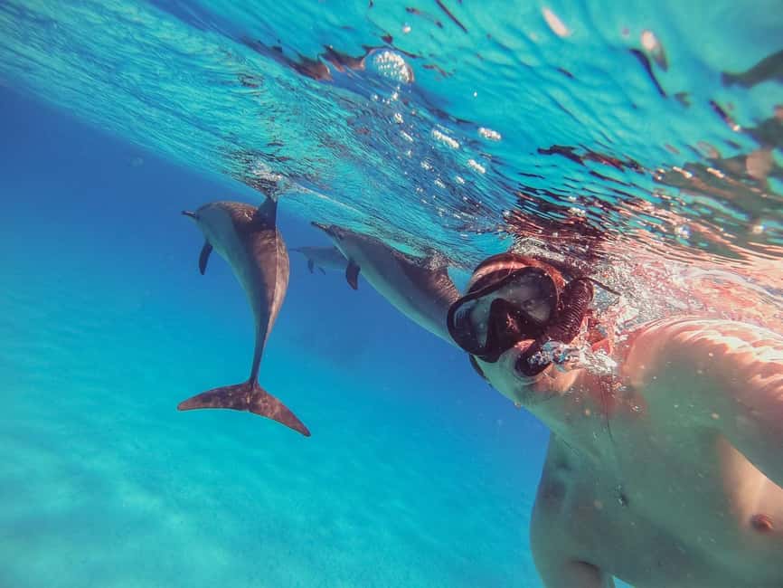 Hurghada: Dolphin Watching Boat Tour with Snorkeling & Lunch - Key points at a glance
