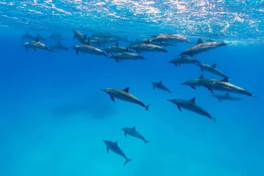 Hurghada: Dolphin Watching Boat Tour with Snorkeling & Lunch - Family suitability and swimming confidence