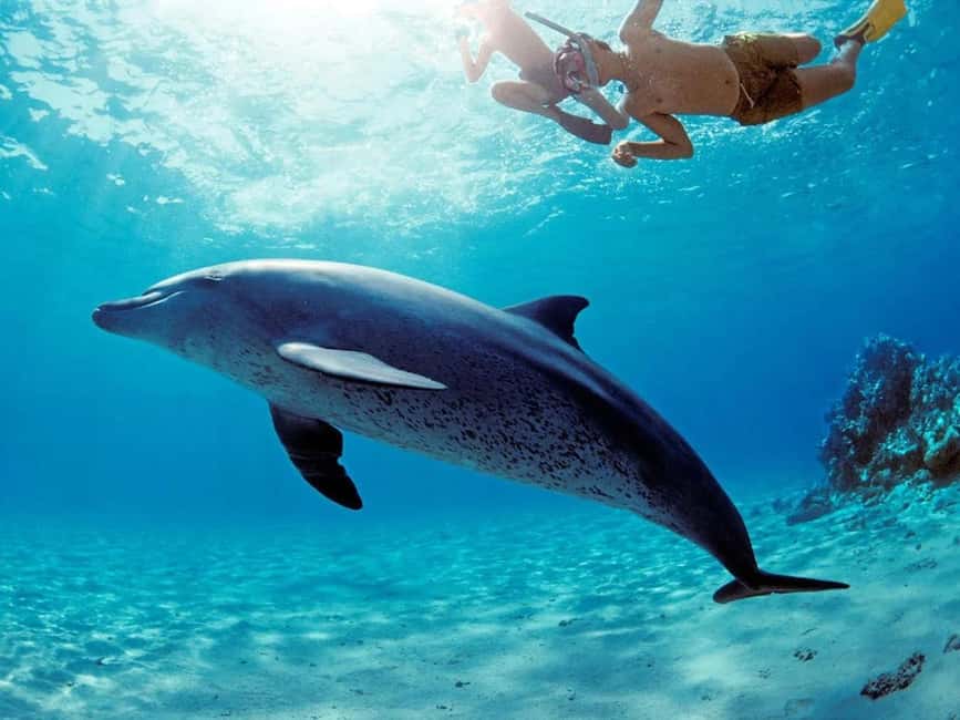 Hurghada: Dolphin Watching Boat Tour with Snorkeling & Lunch - What to pack for the Red Sea