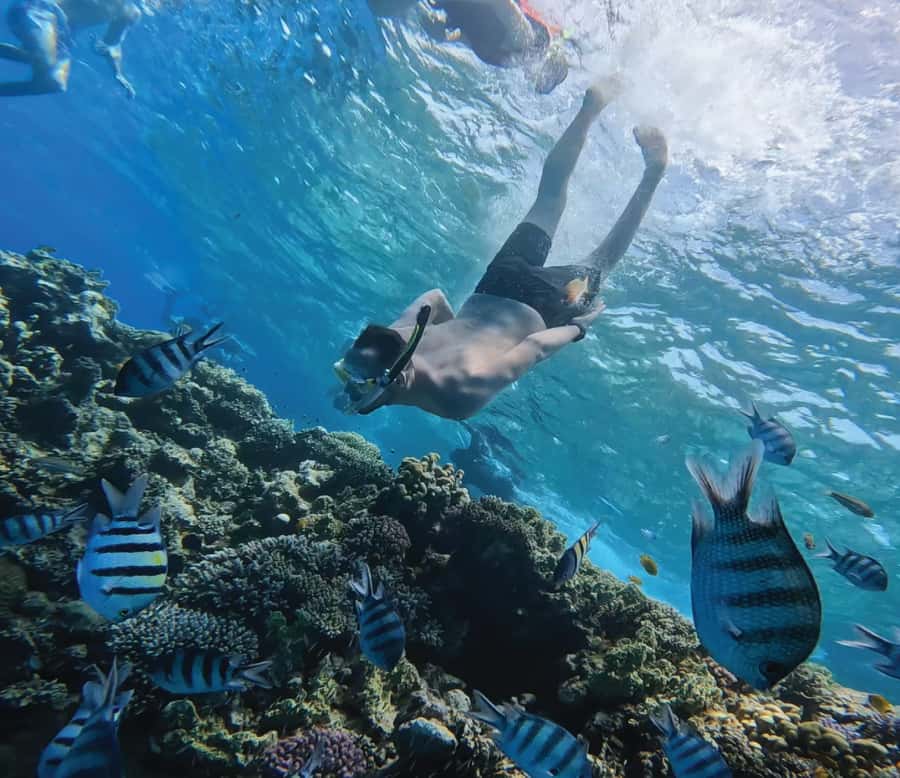 Hurghada: Premium Orange Island Cruise with Lunch & Transfer - What you get for $35