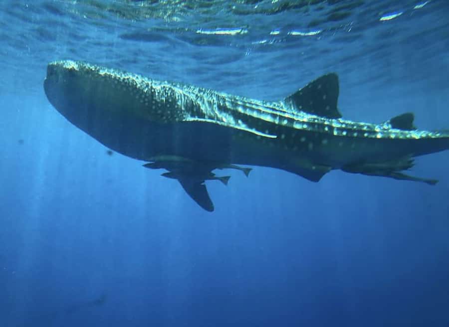 Hurghada: Royal Seascope Submarine Cruise with Snorkel Stop - Forty-five minutes below the surface