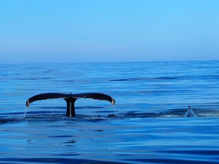 Húsavík: Big Whales and Puffin Island Speedboat Tour - Key points at a glance
