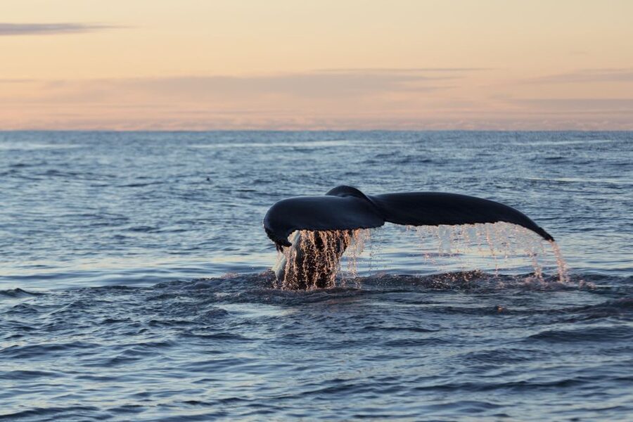 Húsavík: Big Whales and Puffin Island Speedboat Tour - Who will enjoy this Húsavík tour most?