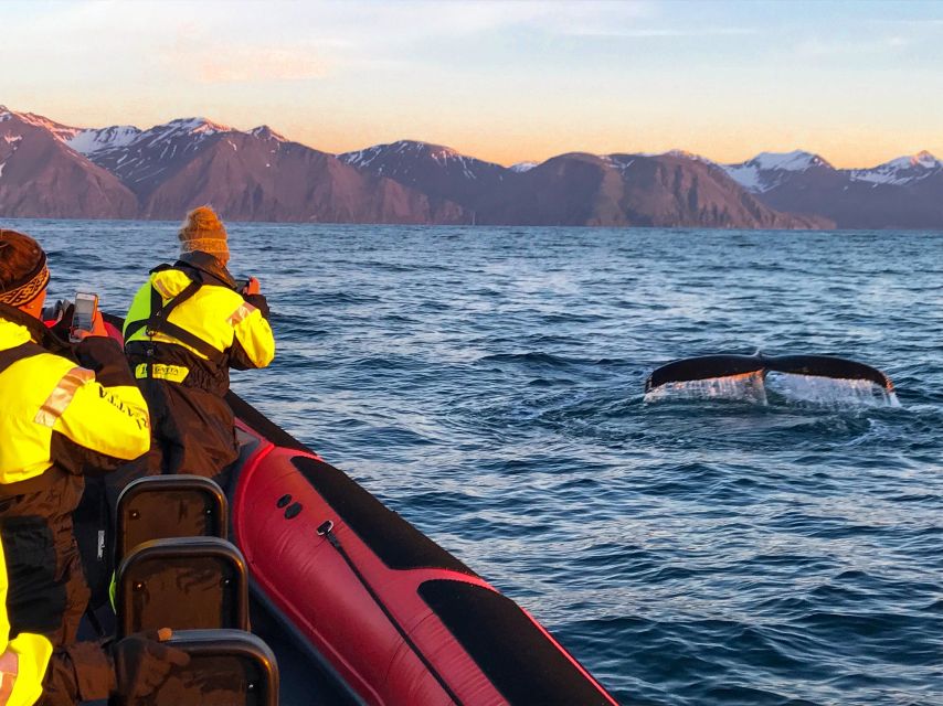 Húsavík: Big Whales and Puffin Island Speedboat Tour - Why the RIB boat changes whale watching