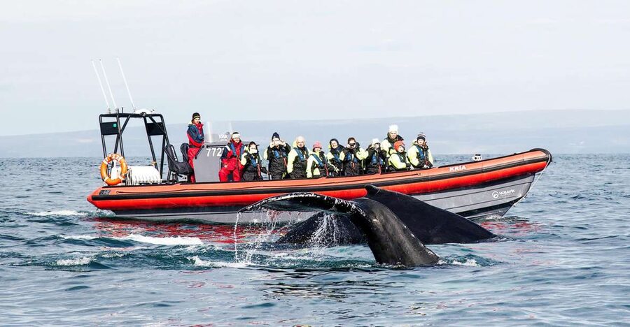 Húsavík: Big Whales and Puffin Island Speedboat Tour - Lundey, or Puffin Island, from April to August