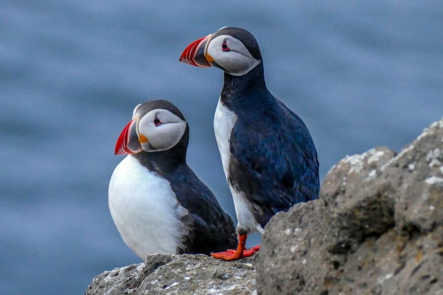 Húsavík: Big Whales and Puffin Island Speedboat Tour - Skjálfandi Bay and its whale species