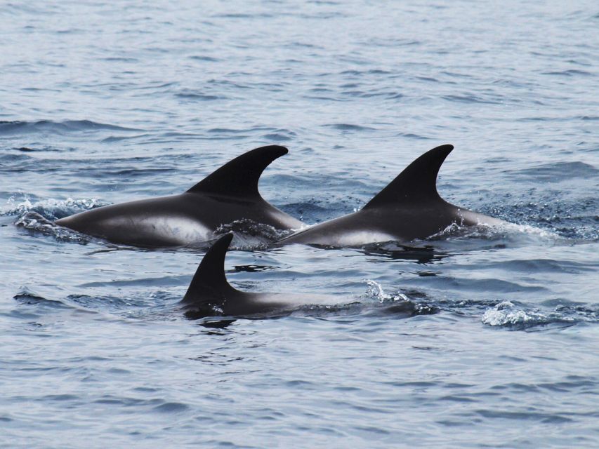 Húsavík: Big Whales and Puffin Island Speedboat Tour - What the two-hour itinerary feels like