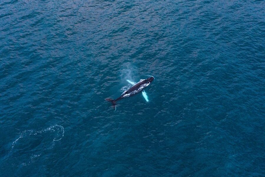 Húsavík: Big Whales and Puffin Island Speedboat Tour - The Tjörnes Peninsula adds more than scenery