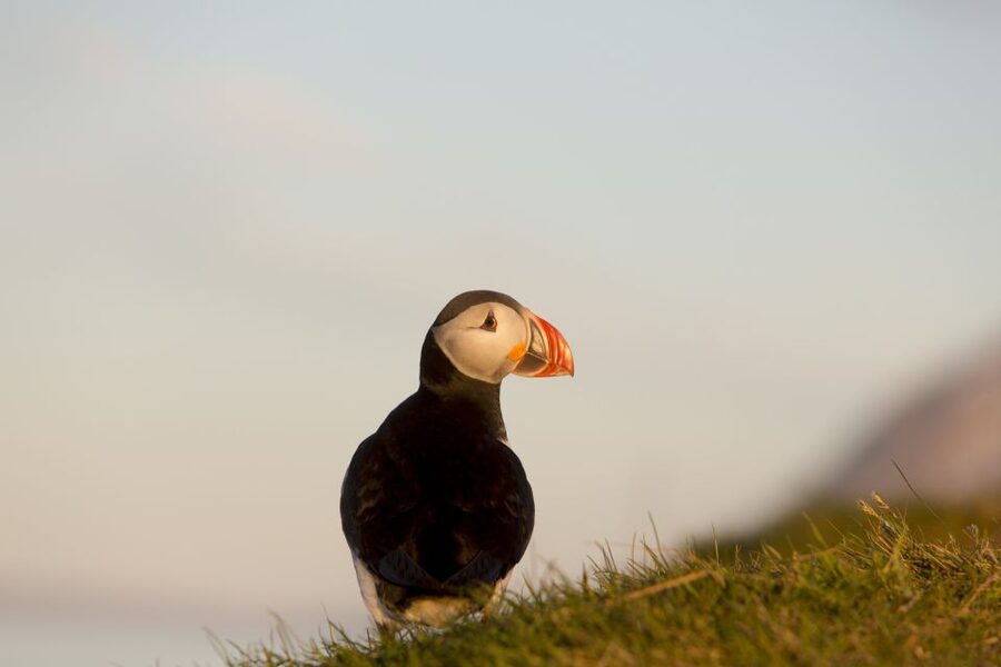 Húsavík: Big Whales and Puffin Island Speedboat Tour - Cold, spray, and the reality of a speedboat