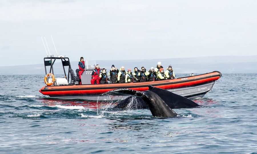 Húsavík: Big Whales and Puffin Island Speedboat Tour - Getting ready at Hafnarstétt 11
