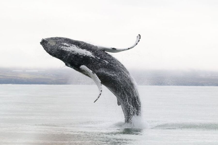 Húsavík: Whale-Watching Cruise and Puffins Guided Tour - Who should book this cruise?