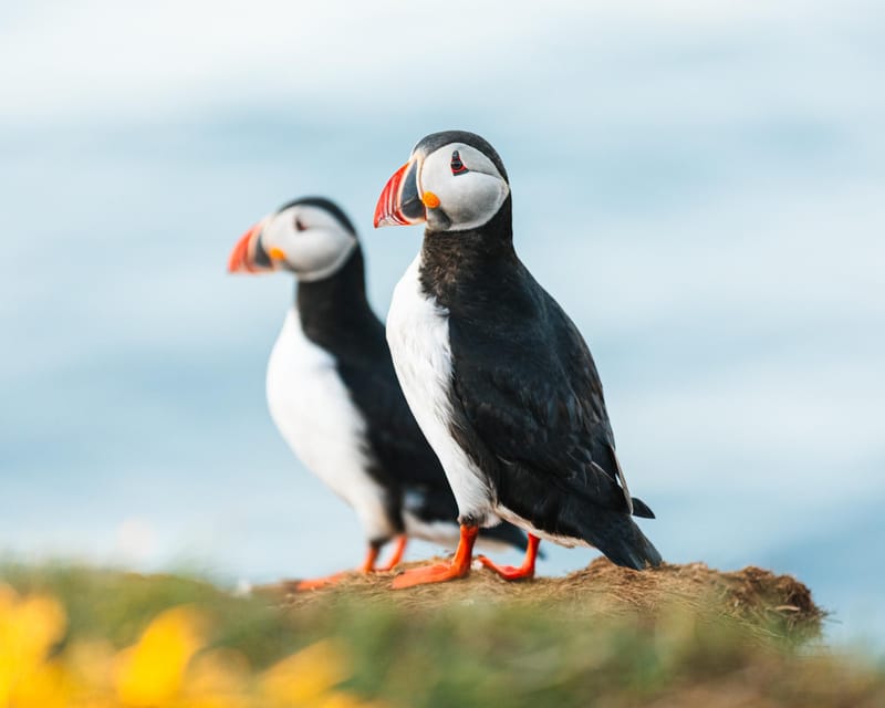 Húsavík: Whale-Watching Cruise and Puffins Guided Tour - Setting out from Húsavík on an old oak boat