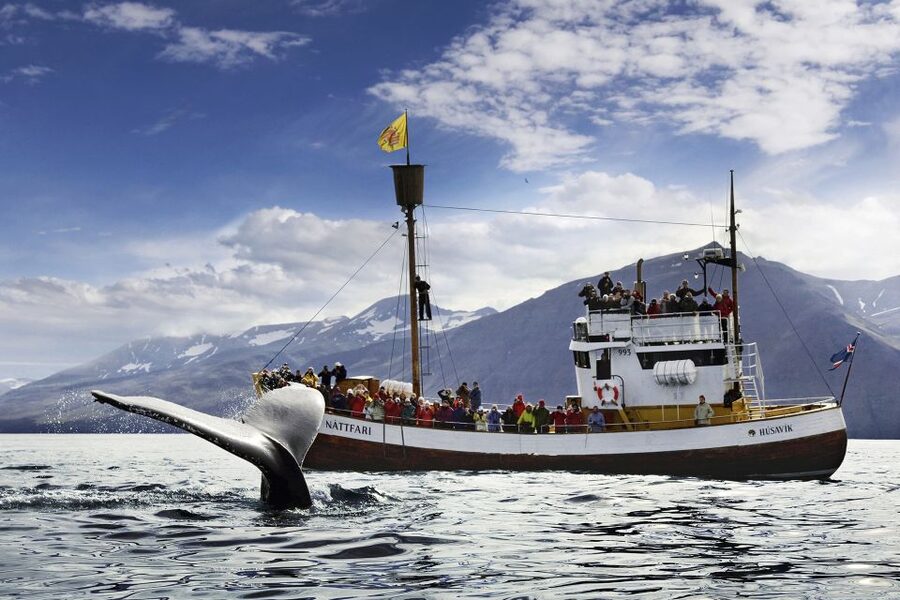Húsavík: Whale-Watching Cruise and Puffins Guided Tour - Puffin Island, and why the birds seem far away