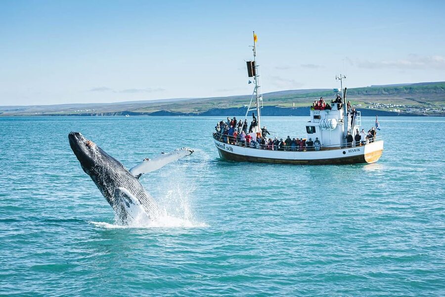 Húsavík: Whale-Watching Cruise and Puffins Guided Tour - The whale search in Skjálfandi Bay