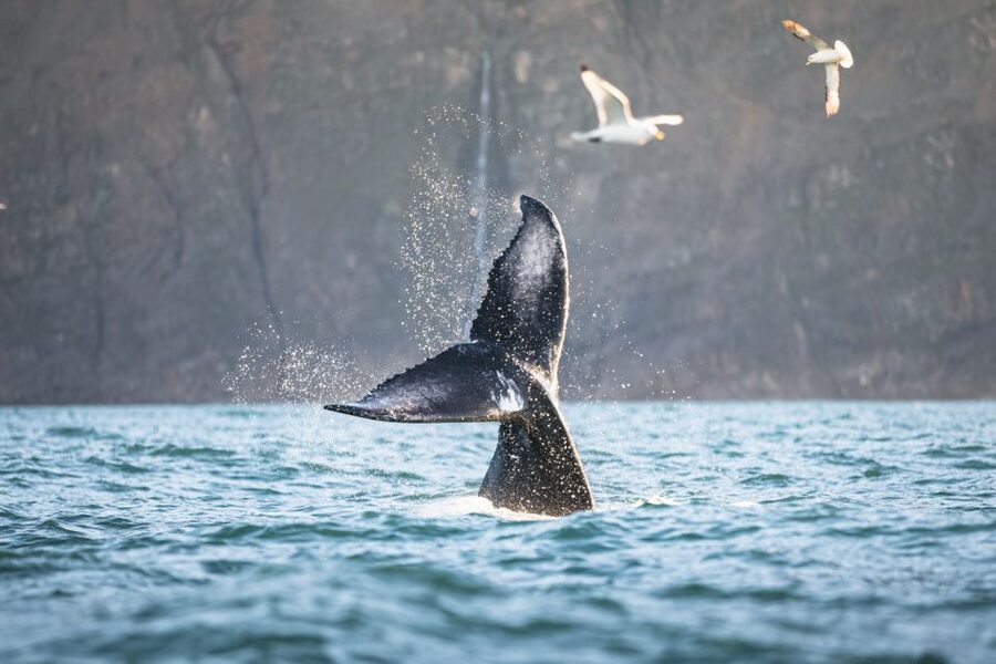 Húsavík: Whale-Watching Cruise and Puffins Guided Tour - Guides, commentary, and what you will learn