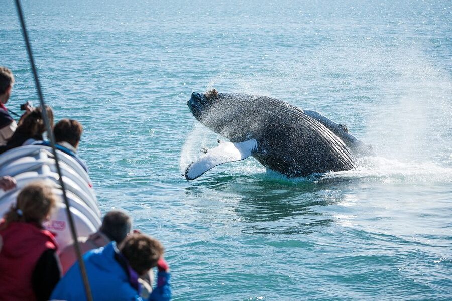 Húsavík: Whale-Watching Cruise and Puffins Guided Tour - Cold, spray, and the practical side of the boat