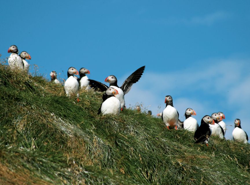 Húsavík: Whale-Watching Cruise and Puffins Guided Tour - Is $135 a fair price?