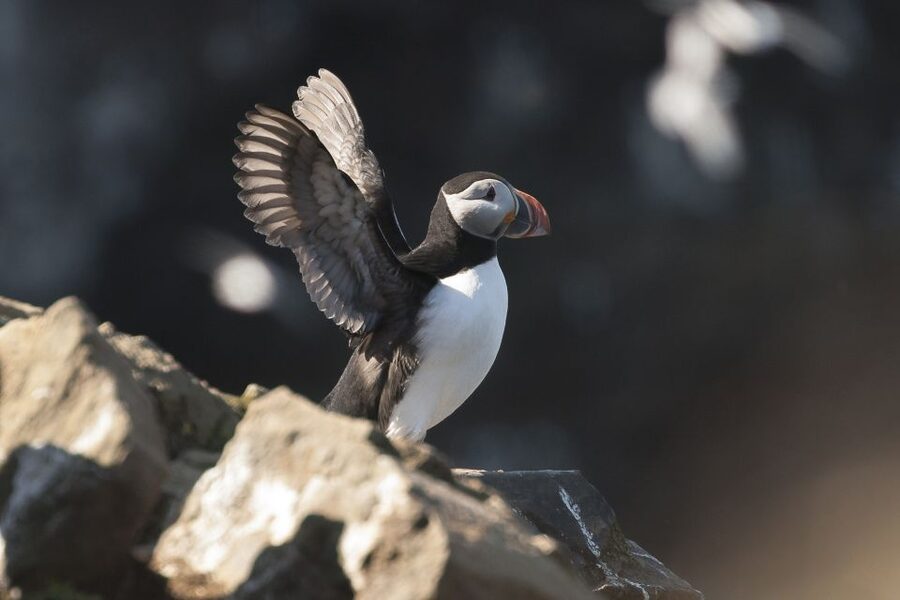 Húsavík: Whale-Watching Cruise and Puffins Guided Tour - The first hour: sea air, birds, and patient searching