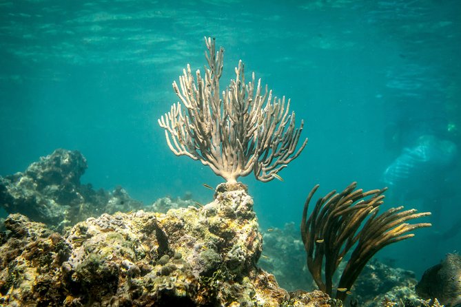 Icacos Deserted Island Catamaran, Snorkel, and Picnic Cruise - Is the $138.50 price good value?