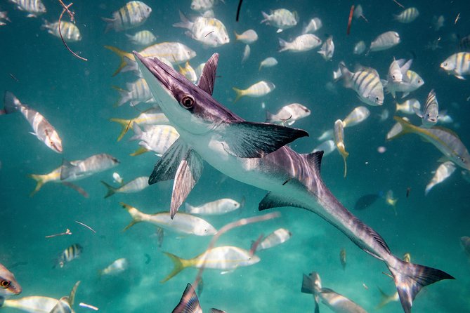 Icacos Deserted Island Catamaran, Snorkel, and Picnic Cruise - Getting to Fajardo takes planning