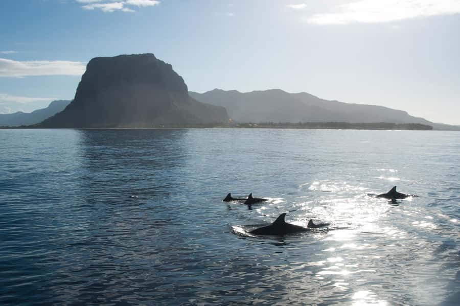 Île aux Bénitiers: Snorkeling w/Dolphins Boat Tour & Lunch - Dolphins first, before the lagoon gets busy