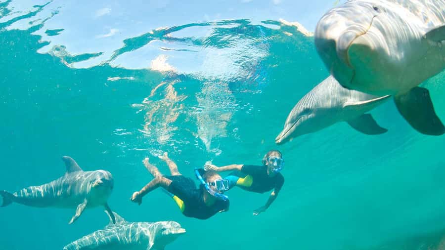 Île aux Bénitiers: Snorkeling w/Dolphins Boat Tour & Lunch - Île aux Bénitiers and lunch with your feet in the sand