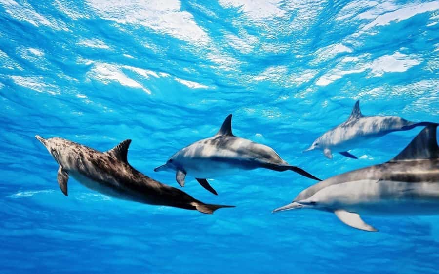 Île aux Bénitiers: Snorkeling w/Dolphins Boat Tour & Lunch - Crystal Rock with Le Morne behind you