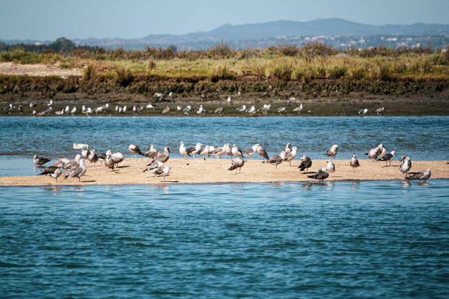 Isla Cristina/Isla Canela: Boat Trip Through the Marshes - Is $16 a fair price?